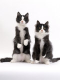 Domestic Cat  Two Black-And-White Fluffy Kittens  Male Siblings