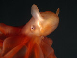 Deep Sea Cirrate Octopod  from 800M Depth  Atlantic