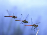 Common Darter Dragonfly Male Landing on Flower  UK