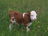 Cows  Domestic Cattle  Calf  Europe
