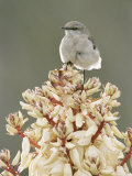 Mockingbird  Perched on Yucca Flower  Texas  USA