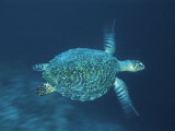 Hawksbill Turtle Swimming  Indo Pacific