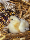 Domestic Chicken Chick