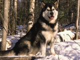 Alaskan Malamute Dog in Woodland  USA