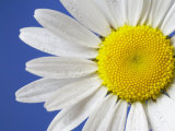Marguerite / Ox Eye Daisy (Leucanthemum Vulgare) UK