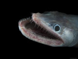 Bathypelagic Lizard Fish (Bathysaurus Ferox)  Deep Sea Atlantic Ocean