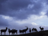 Red Deer Herd Silhouette at Dusk  Strathspey  Scotland  UK