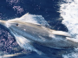 Atlantic Spotted Dolphin Bow-Riding  Bahamas  Atlantic