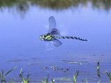 Southern Hawker Dragonfly Male Hovering Over Pond  UK