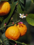 Orange Fruits and Blossom (Citrus Aurantium Sinensis)