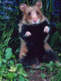 Common Hamster (Cricetus Cricetus)