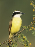 Great Kiskadee  Texas  USA