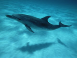 Atlantic Spotted Dolphin and Shadow on Seabed  Bahamas
