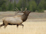 Elk  Bull Bugling in Rut  Yellowstone National Park  Wyoming  USA