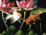 Two Goldfish (Carassius Auratus) with Waterlilies  UK