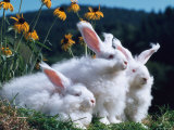 Domestic Angora Rabbits