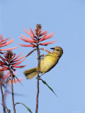 Hooded Oriole Female at Flower  Texas  USA