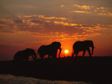 African Elephant Bulls Silhouetted at Sunset  Chobe National Park  Botswana