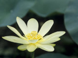 Close-Up of American Lotus Flower  Welder Wildlife Refuge  Rockport  Texas  USA