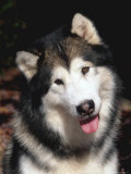 Alaskan Malamute Dog Portrait  Illinois  USA