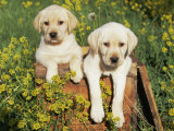 Two Labrador Retriever Puppies  USA