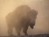 Bison  Bull Silhouetted in Dawn Mist  Yellowstone National Park  USA