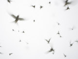 Arctic Terns Flying Against White Sky  Motion Blur Abstract  Isle of May  Scotland  UK