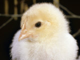 Portrait of a Chick  3-Week-Old