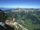 Male Alpine Ibex  View of Sigriswiler Rothorn  Niederhorn  Switzerland