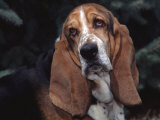 Bassett Hound Portrait  USA