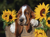 Bassett Hound Pup with Sunflowers