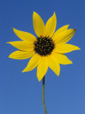 Sunflower  in Bloom  Welder Wildlife Refuge  Rockport  Texas  USA