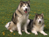 Two Alaskan Malamute Dogs  USA