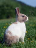 Domestic Dwarf Rabbit  Europe