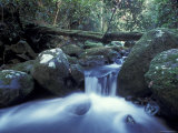 Waterfall in Rainforest  Lamington National Park  Queensland  Australia