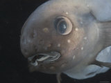 Deepsea Fish {Paraliparis Sp)  Deep Sea Atlantic Ocean