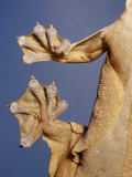 Feet of a Flying Gecko