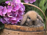 Baby Holland Lop Eared Rabbit in Basket  USA