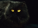 Domestic Cat  Black Persian Female at Night  Yellow Eyes Shining