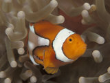 False Clown Anemonefish  in Anemone  Indo-Pacific