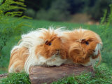Domestic Peruvian Guinea Pigs (Cavia Porcellus) Europe