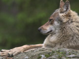 European / Grey Wolf  Resting on Boulder in Forest  Bavarian Forest  Germany