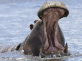 Hippopotamus with Mouth Open  Chobe National Park  Botswana