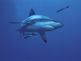 Grey Reef Shark  with Remora Fish  Great Barrier Reef  Queensland  Australia