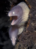 Pair of Grey Faced Moray Eels  Indo-Pacific
