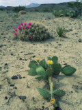 Big Bend National Park  Chihuahuan Desert  Texas  USA Strawberry Cactus and Prickly Pear Cactus