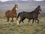Mustang / Wild Horse  Two Mares and Colt Foal Trotting  Wyoming  USA Adobe Town Hma