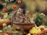 Two Domestic Kittens (Felis Catus) in Basket Surrounded by Pumpkins