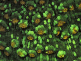 Hard Coral  Fluorescent Under Uv Light  Papua New Guinea