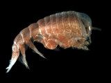 Hyperiid Amphipod from Korsfjorden  Norway  Caught at Around 350M  Deep Sea Atlantic Ocean